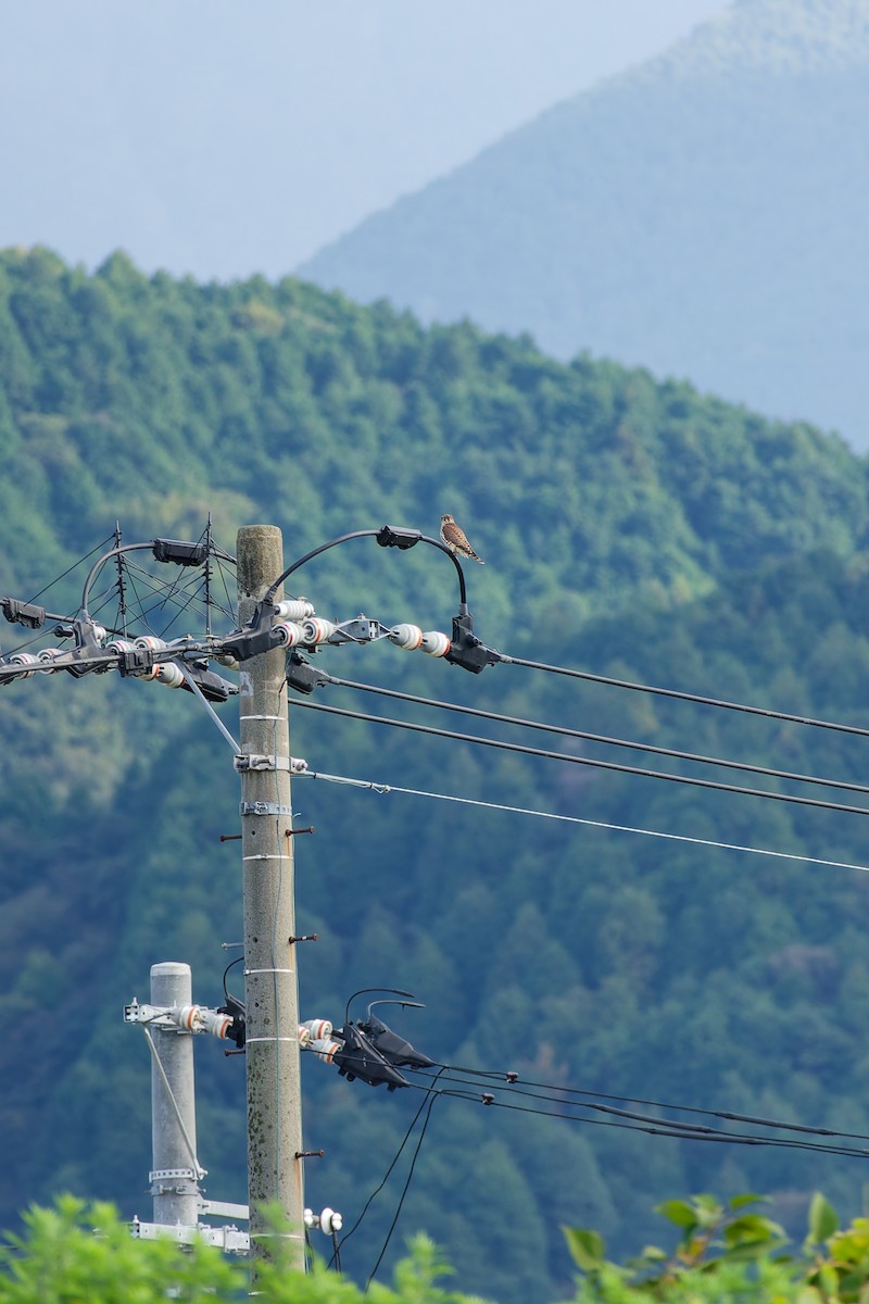 灰背隼 - ML644833365