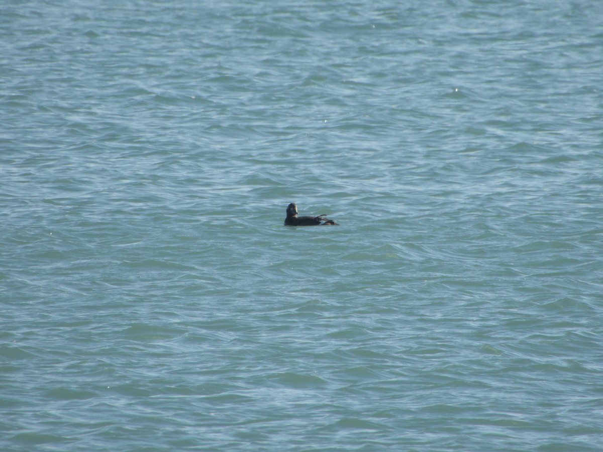 קטיפנית לבנת-כנף - ML644833369