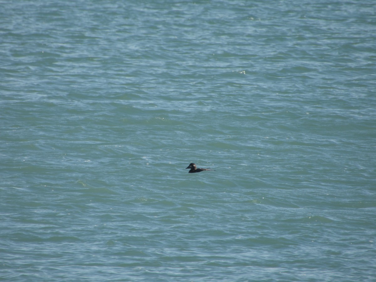 קטיפנית לבנת-כנף - ML644833370