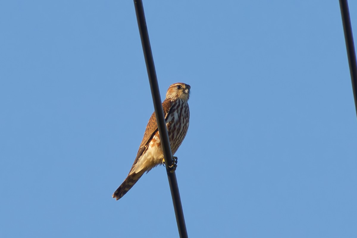 灰背隼 - ML644833372