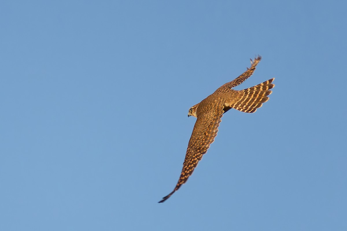 灰背隼 - ML644833375