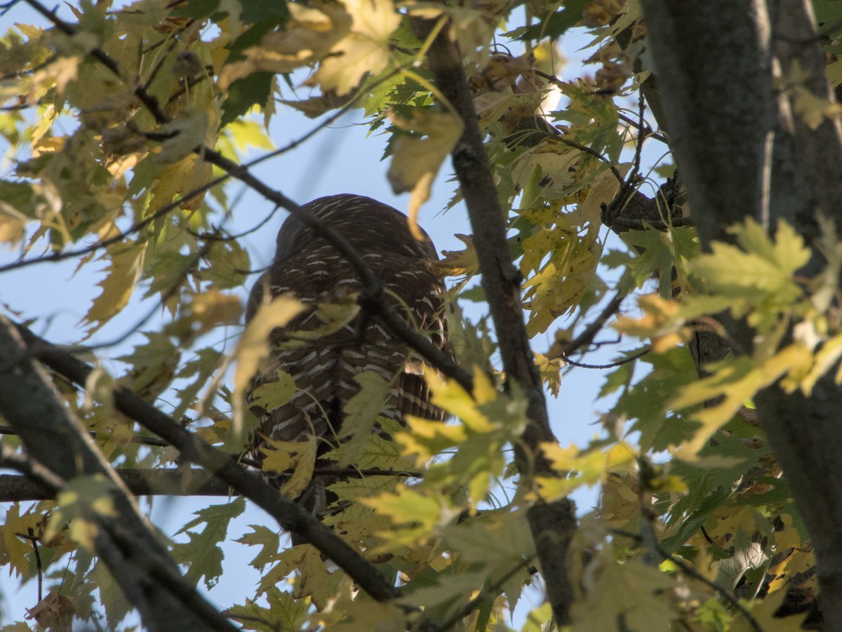 Barred Owl - ML644833377