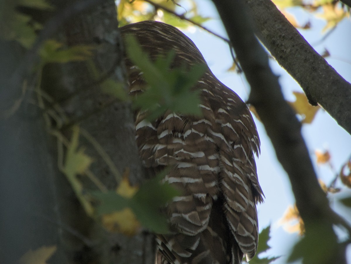 Barred Owl - ML644833378