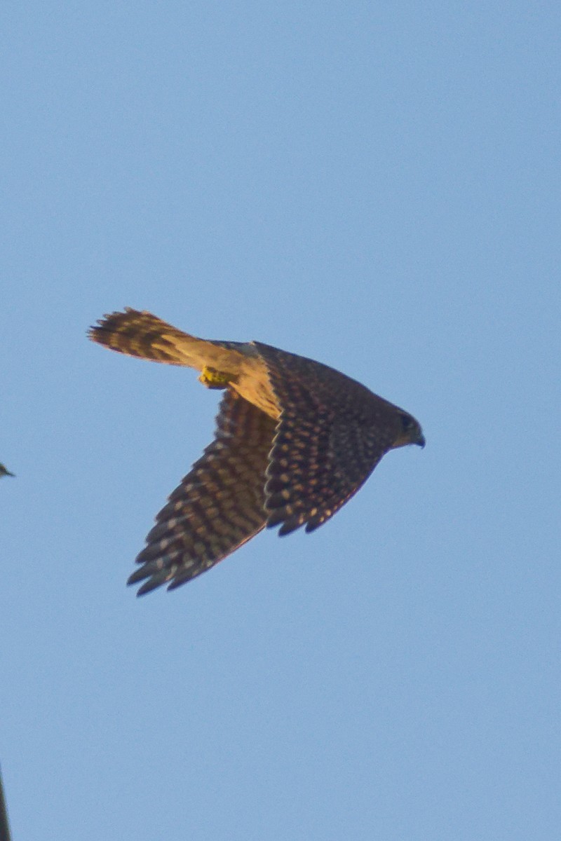 灰背隼 - ML644833381