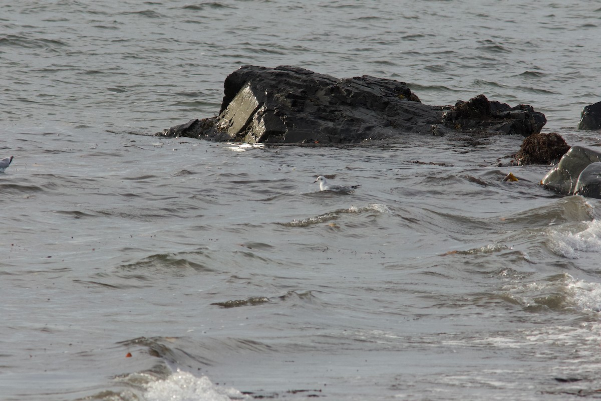 Bonaparte antxeta - ML644833387