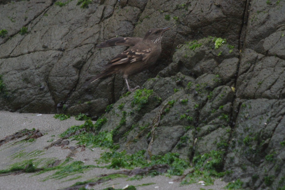 Береговая трясохвостка - ML644833390