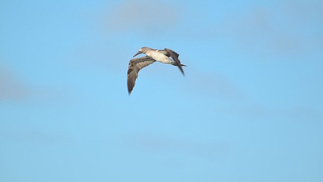 Сула блакитнонога - ML644833391