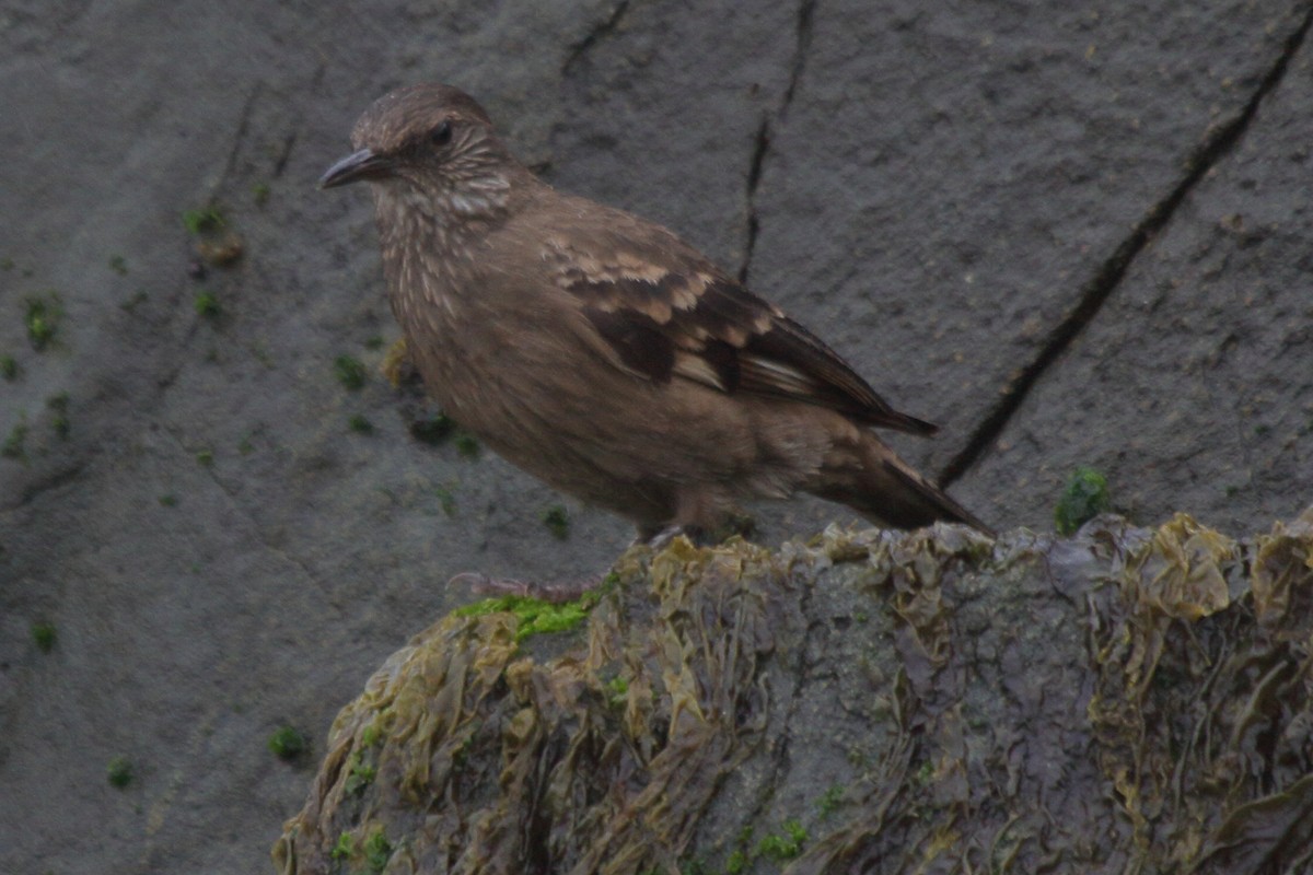 Береговая трясохвостка - ML644833397