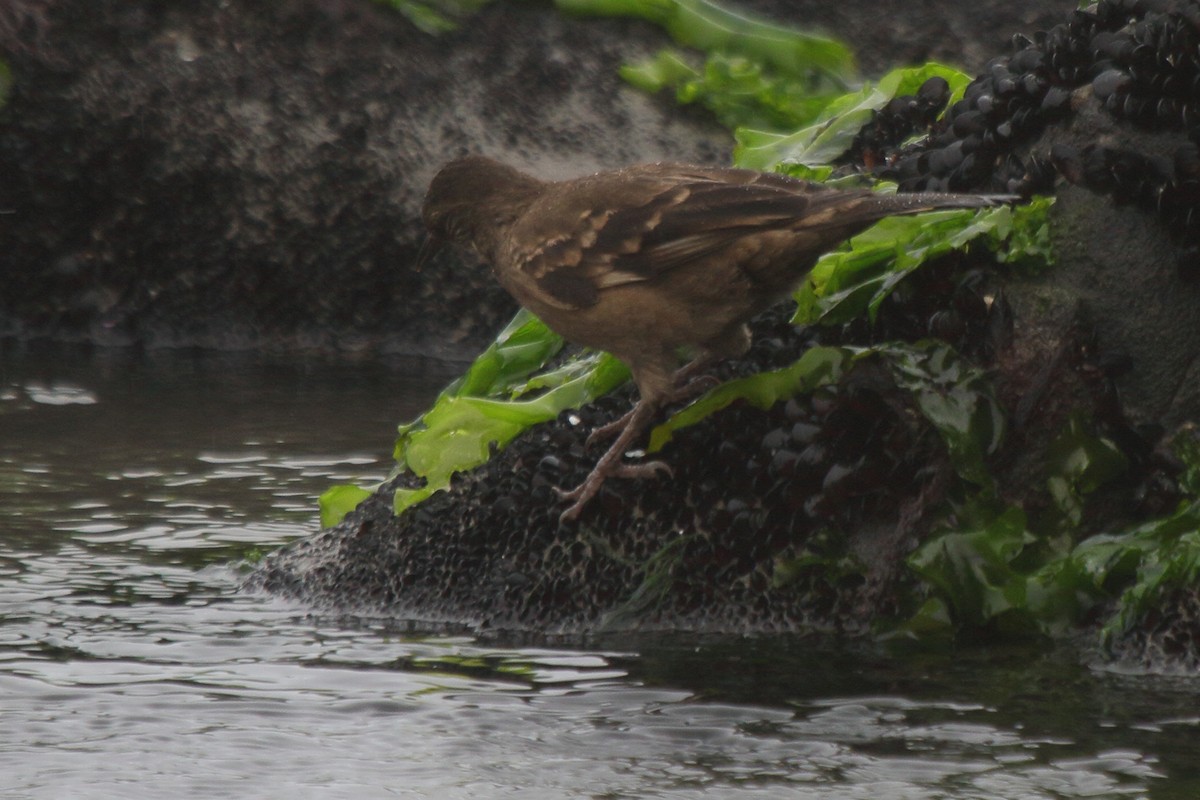 Береговая трясохвостка - ML644833399