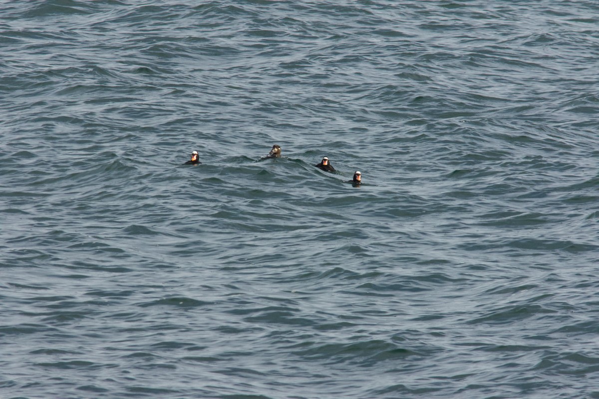 Ahatebeltz kopetazuria - ML644833406