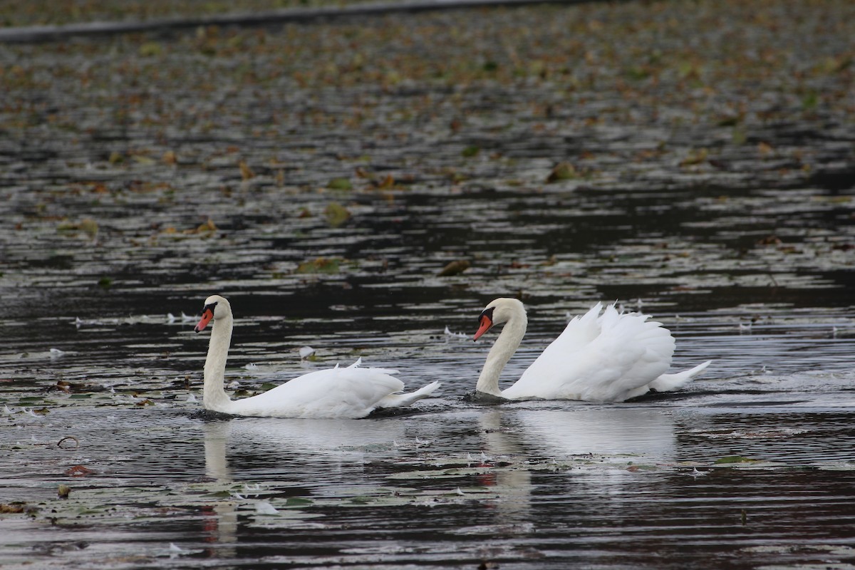 Mute Swan - ML644833414