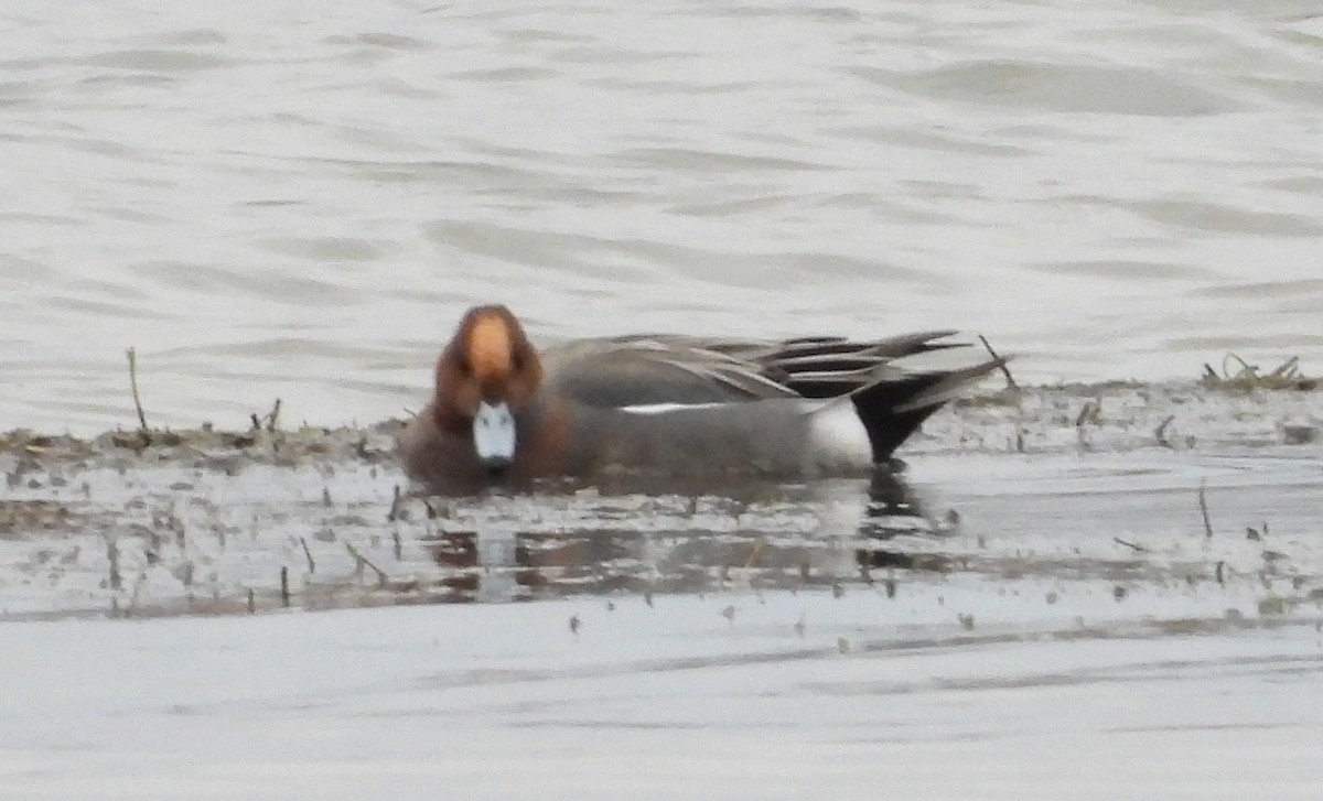 Eurasian Wigeon - ML644833420