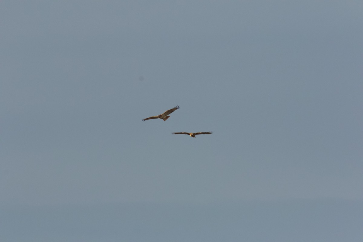 Zapelatz buztangorria - ML644833429