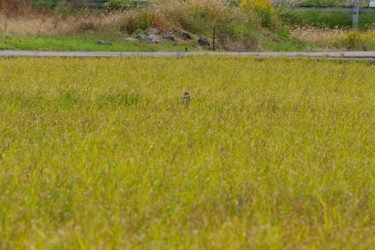 北雀鷹 - ML644833431