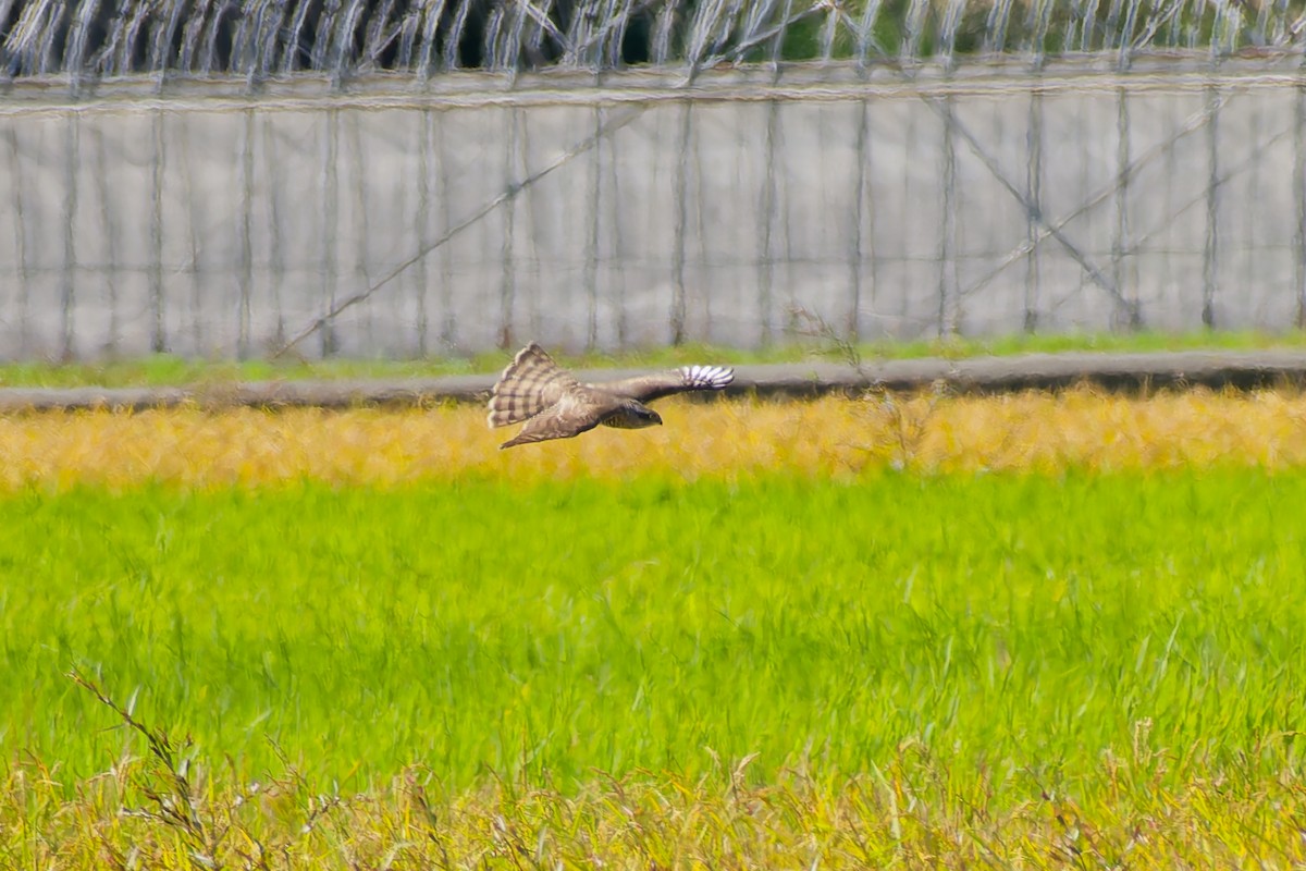 北雀鷹 - ML644833434