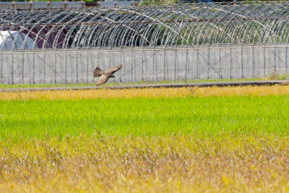 北雀鷹 - ML644833435