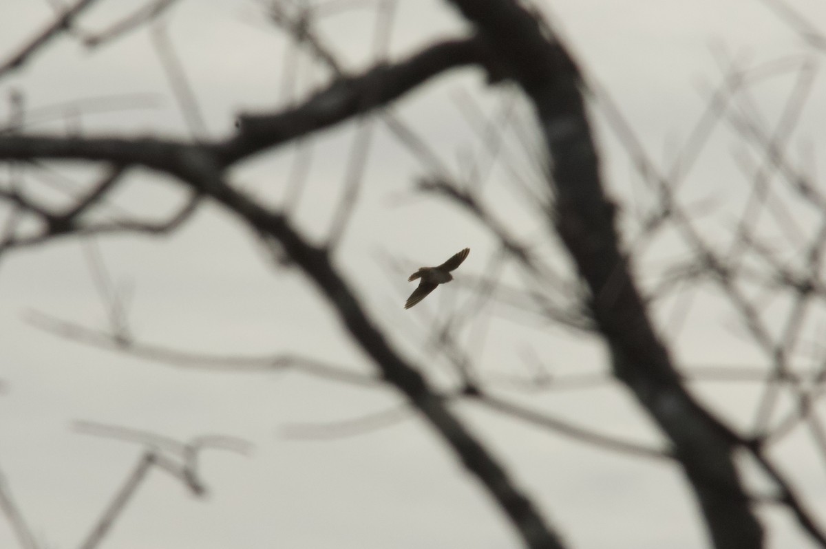 Leize-enara - ML644833440