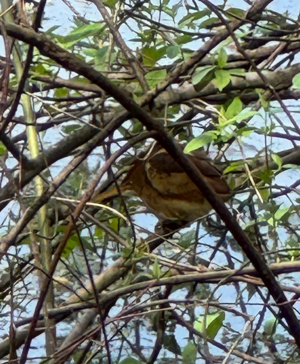 Least Bittern - ML644833454