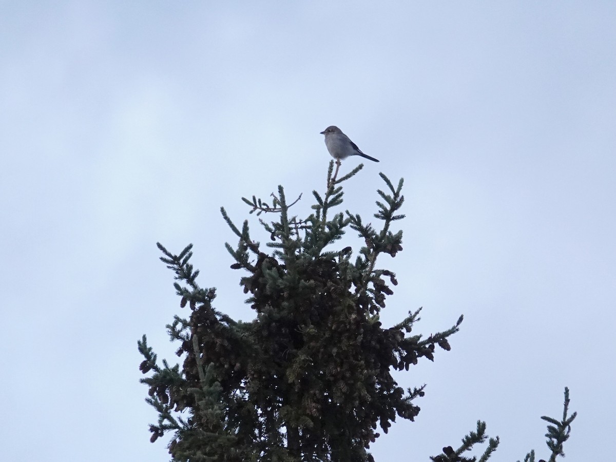 ťuhýk severní - ML644833462