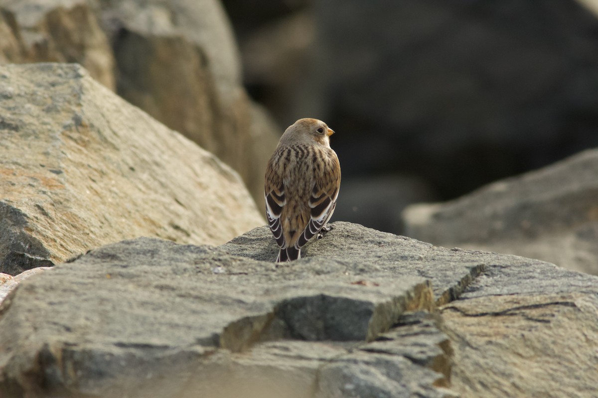 Elur-berdantza - ML644833468