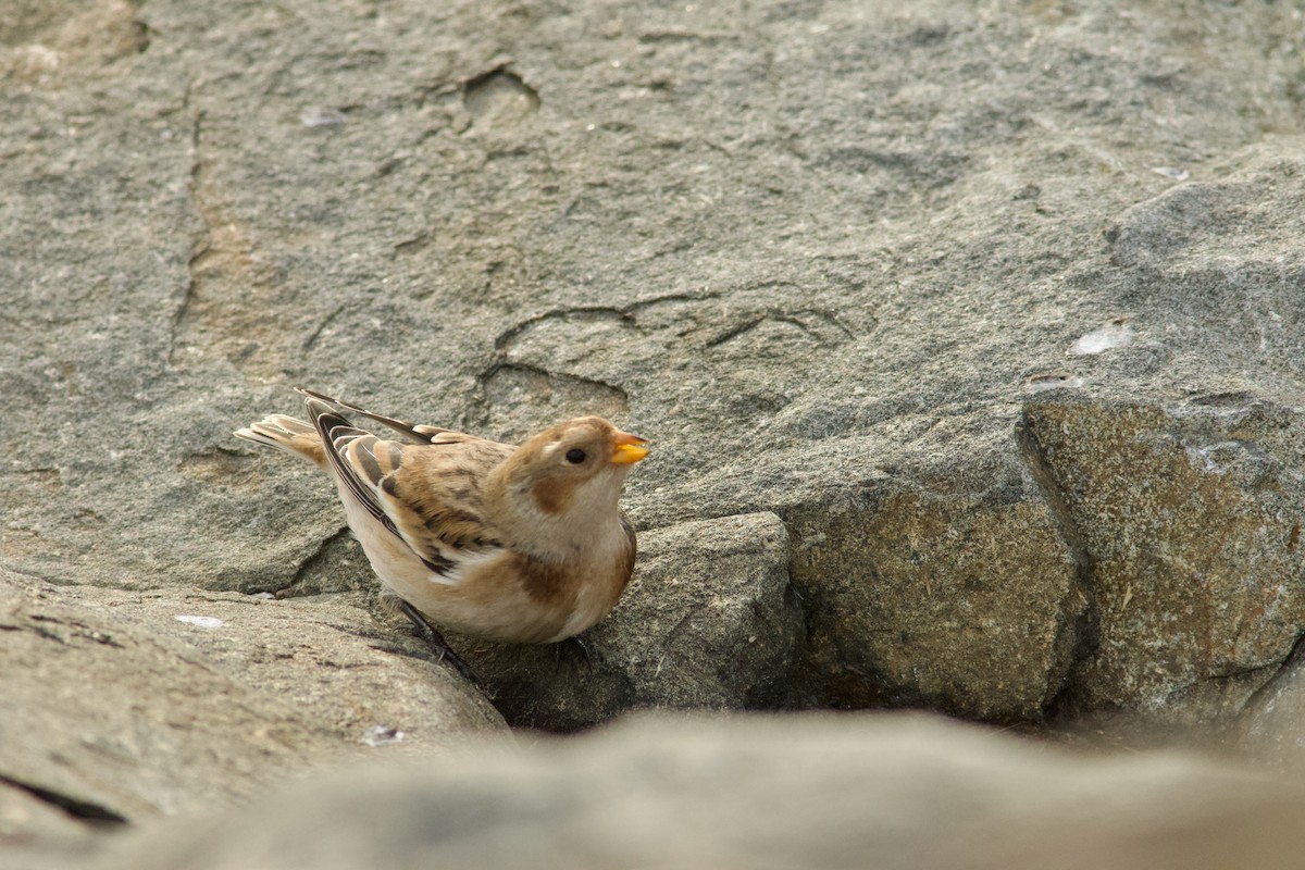 Elur-berdantza - ML644833469