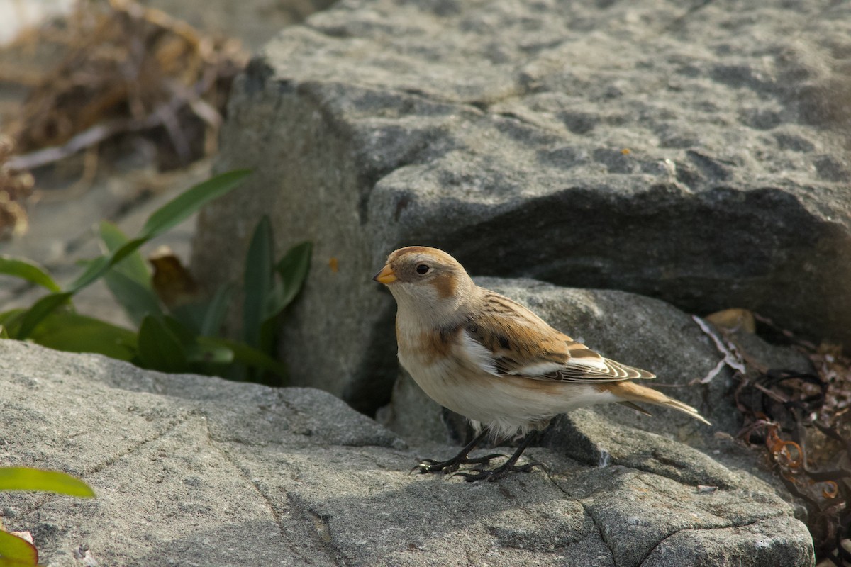 Elur-berdantza - ML644833470