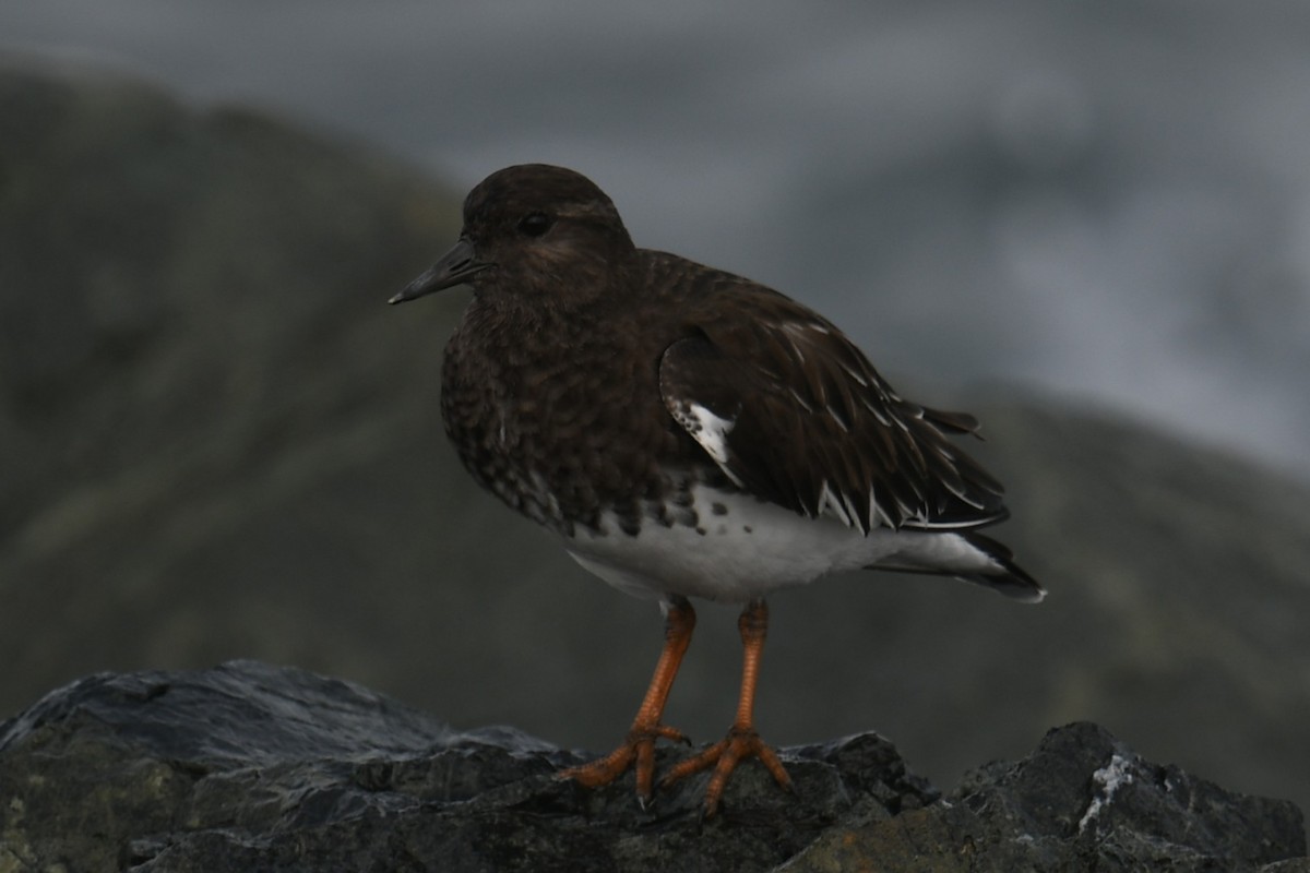 Black Turnstone - ML644833472