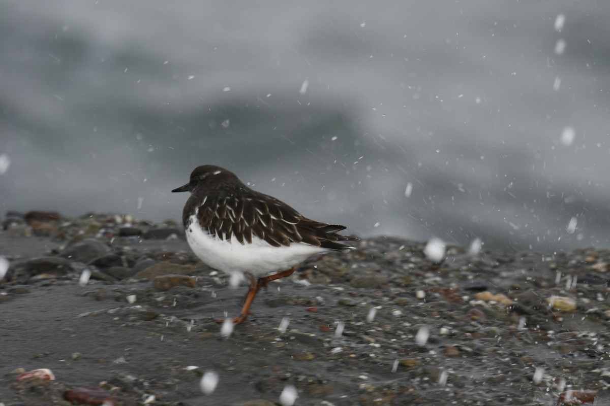 Black Turnstone - ML644833473