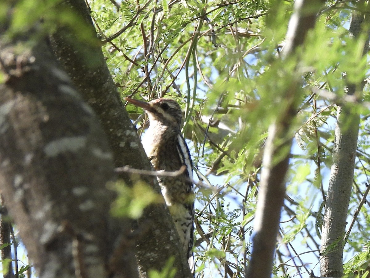 kanadasevjespett - ML644833477