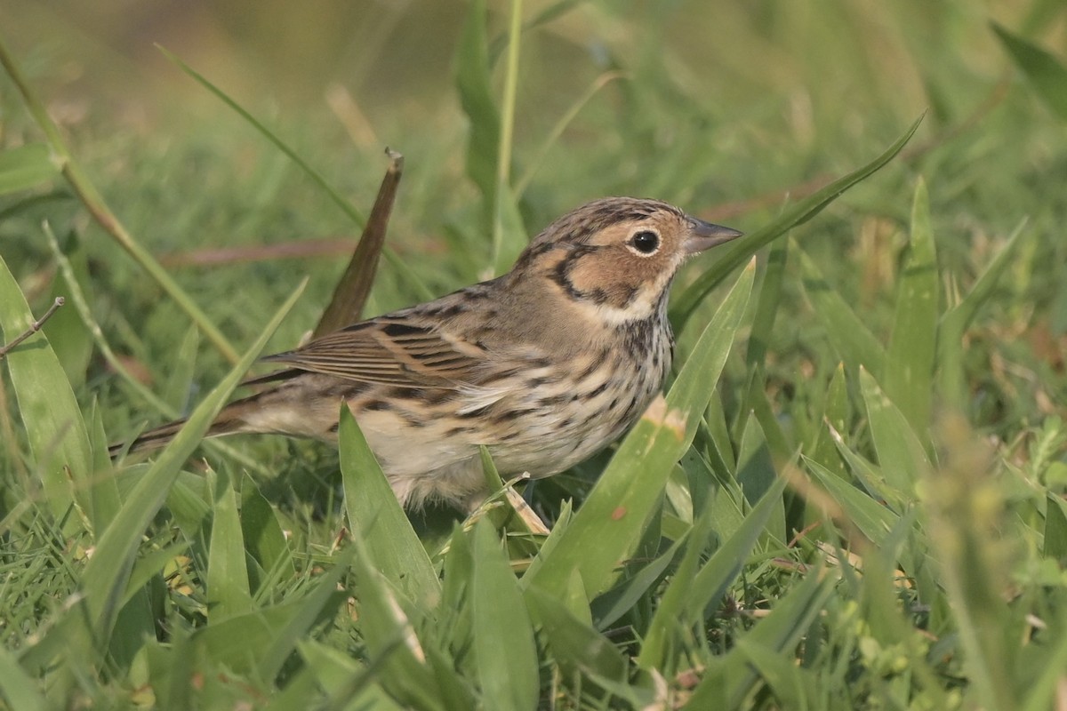 strnad malinký - ML644833480