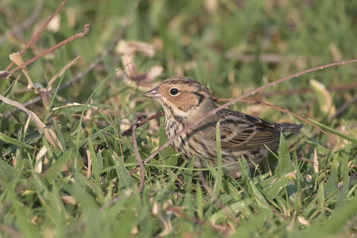 strnad malinký - ML644833481