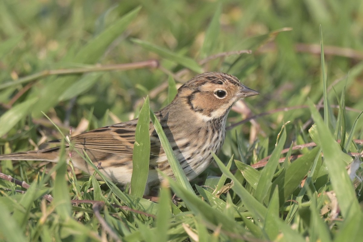 strnad malinký - ML644833482