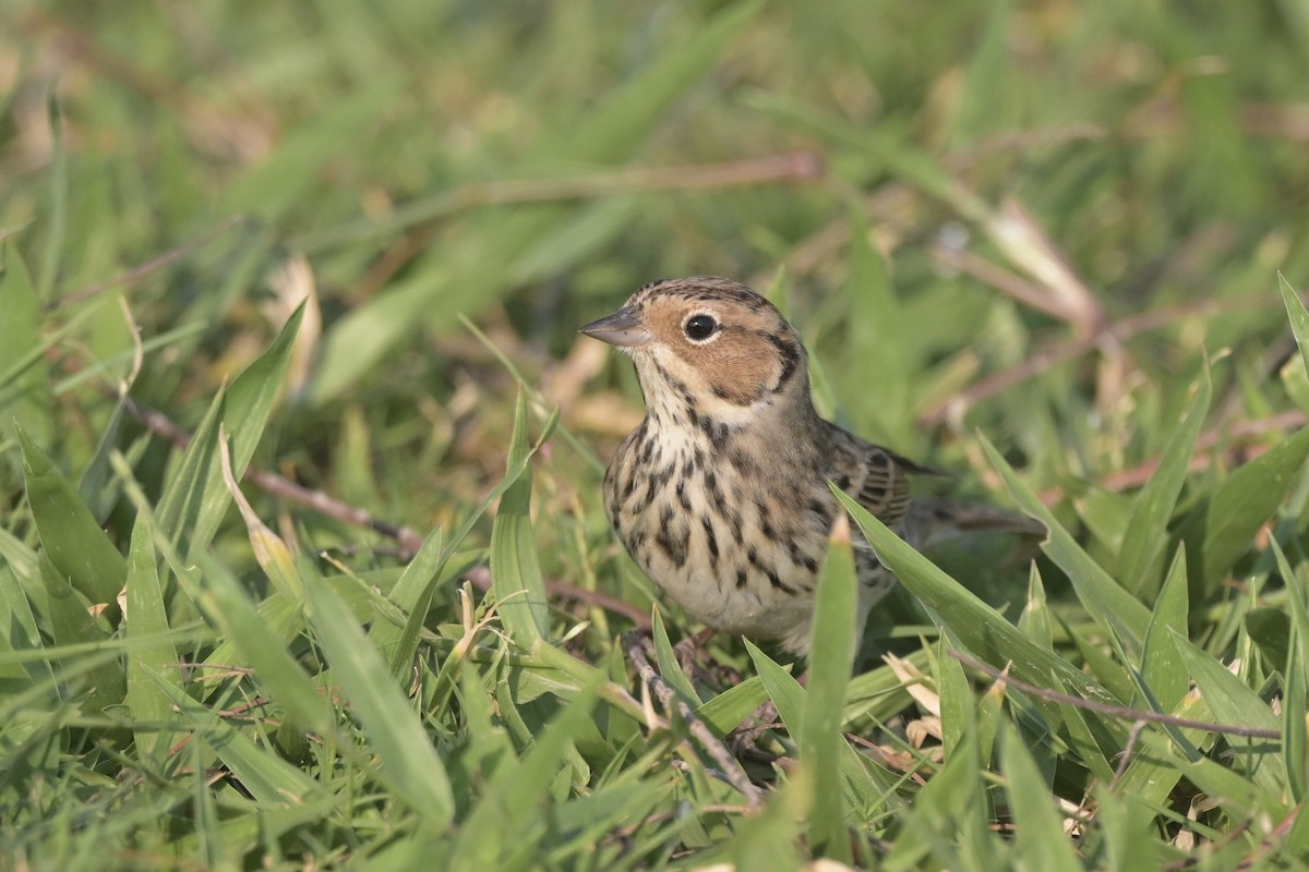 strnad malinký - ML644833483