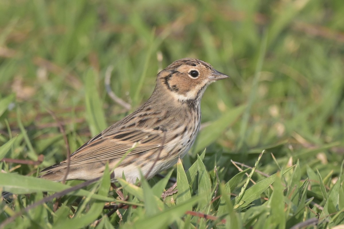 strnad malinký - ML644833484