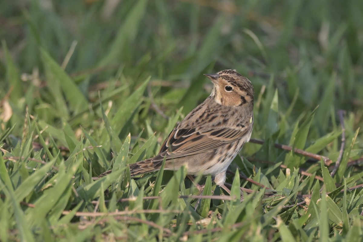 strnad malinký - ML644833485