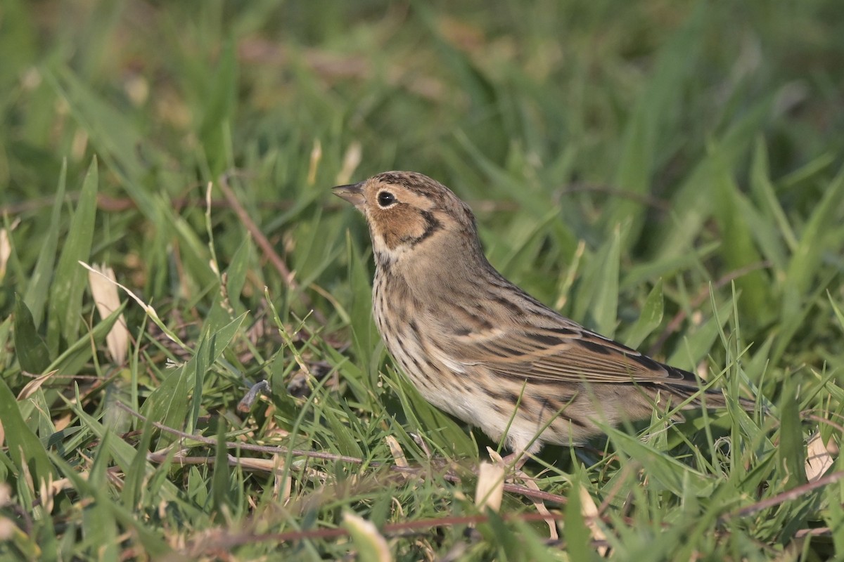 strnad malinký - ML644833486