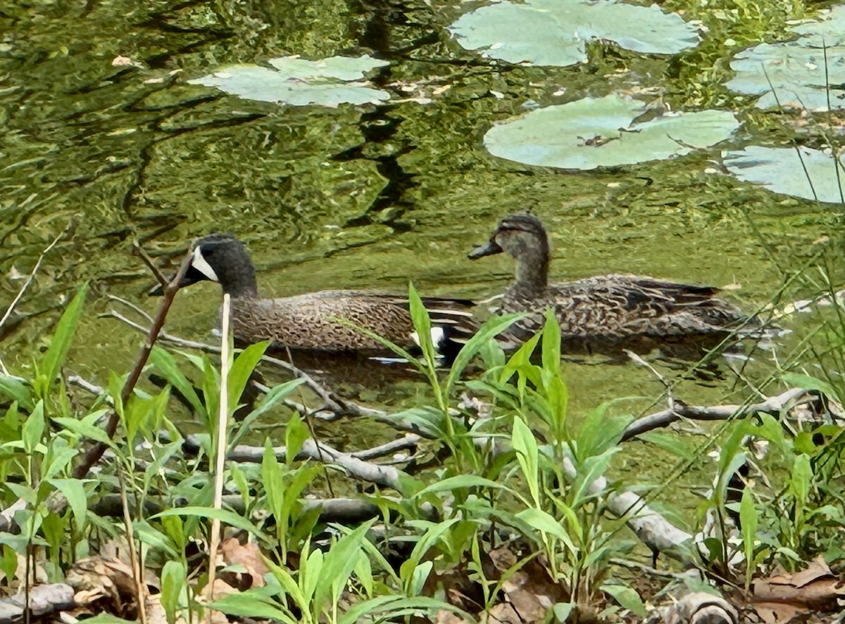 čírka modrokřídlá - ML644833504