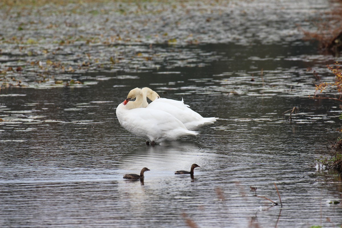 Pied-billed Grebe - ML644833509