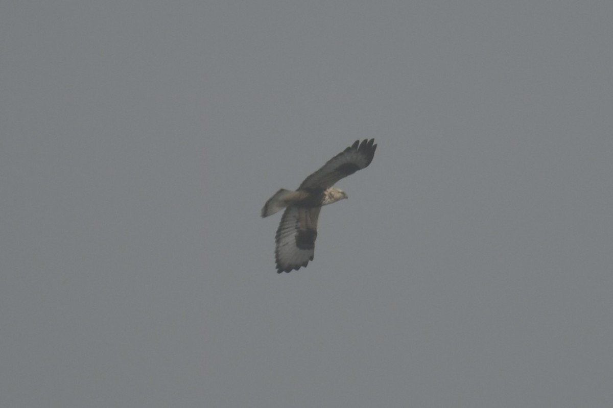 Rough-legged Hawk - ML644833513