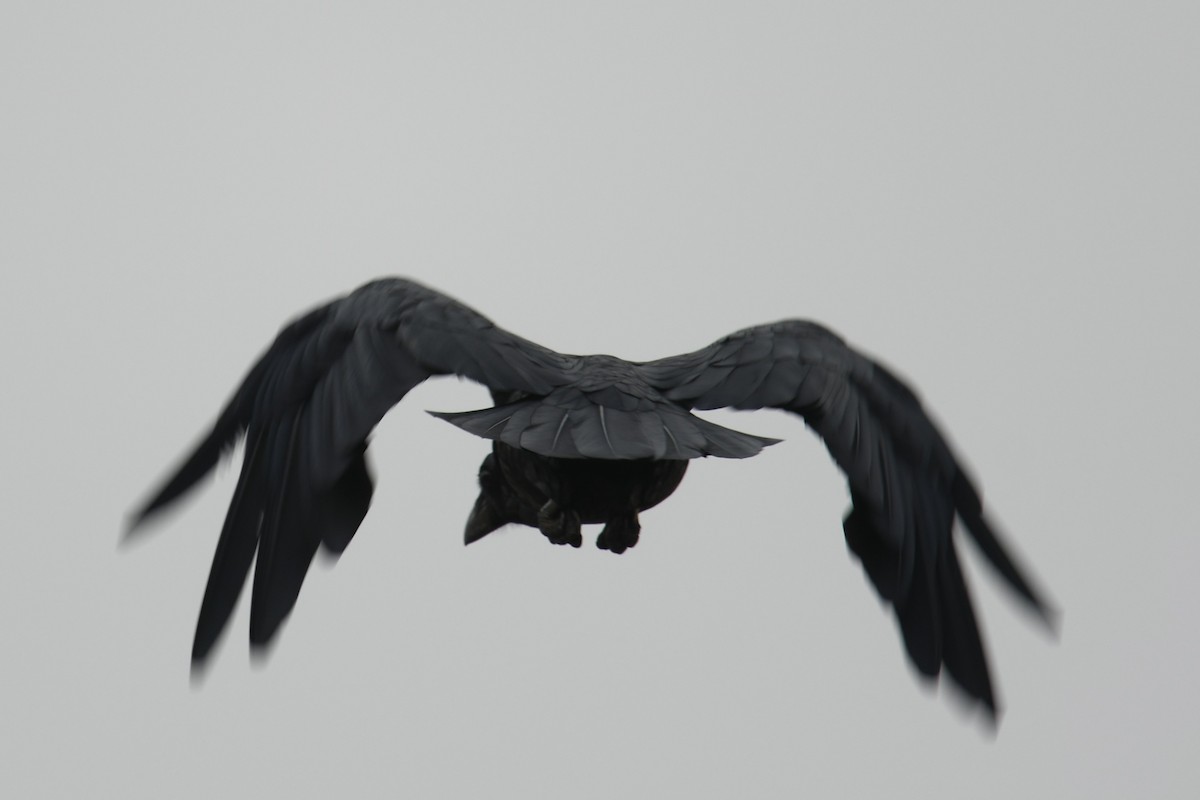 Common Raven - ML644833522