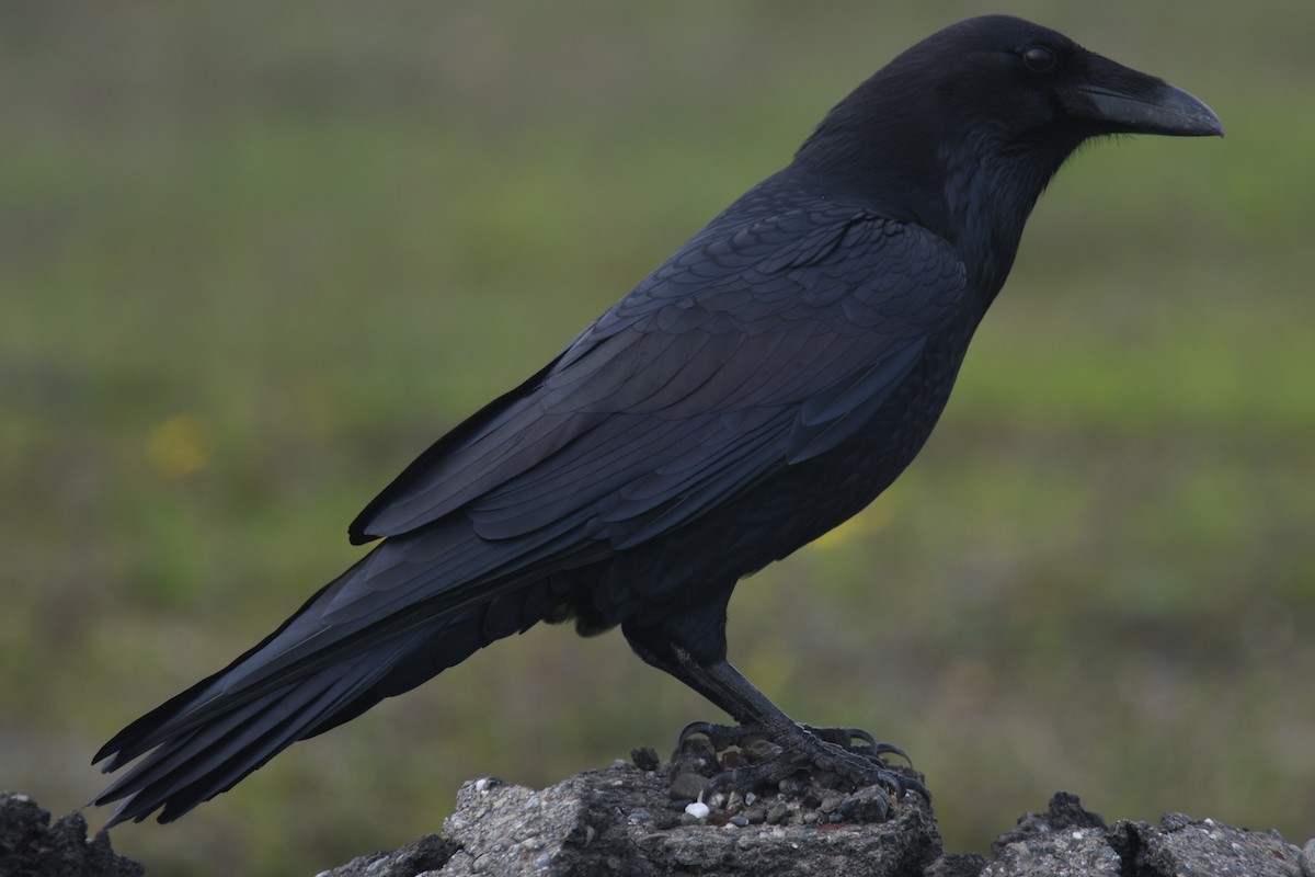 Common Raven - ML644833523