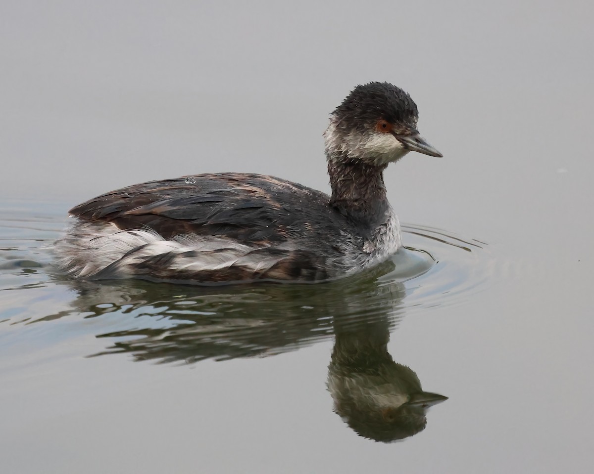 ハジロカイツブリ - ML644833539