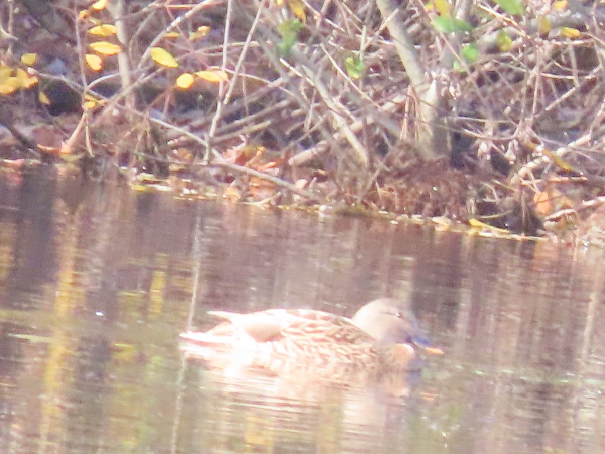 Gadwall - ML644833547