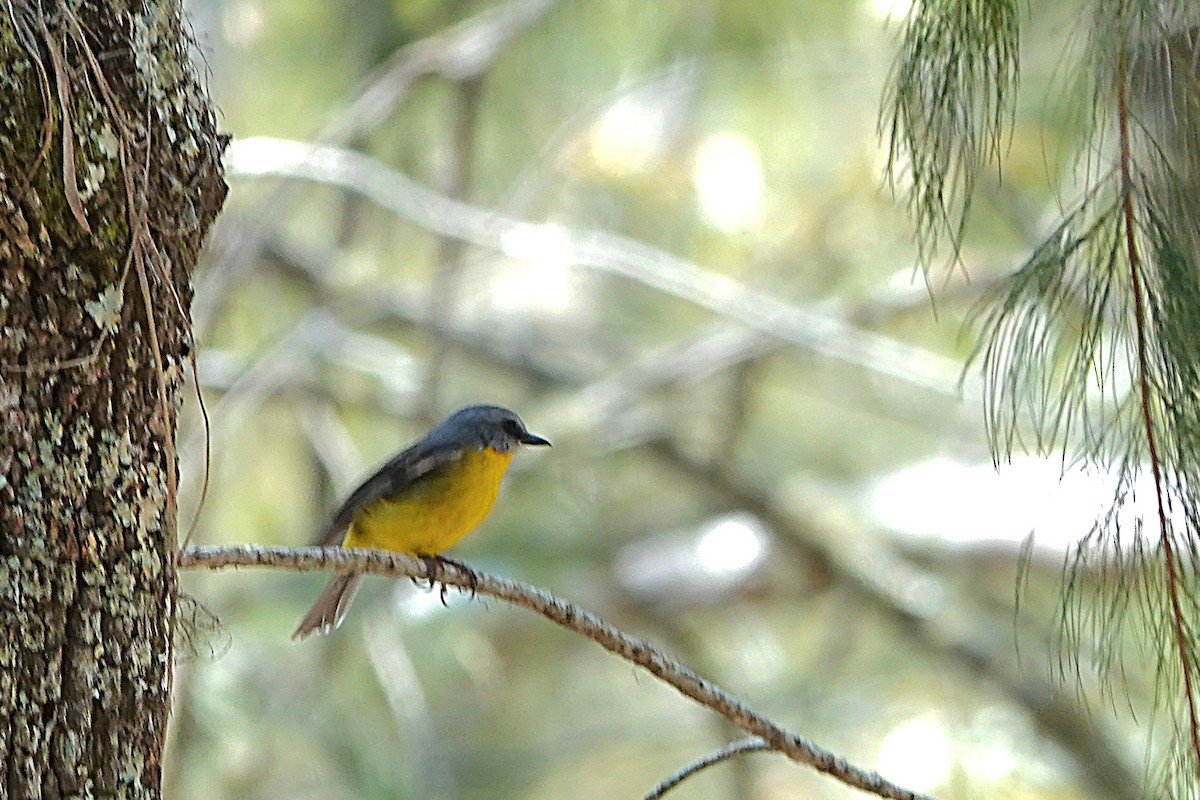 Doğulu Sarı Bülbül - ML644833550