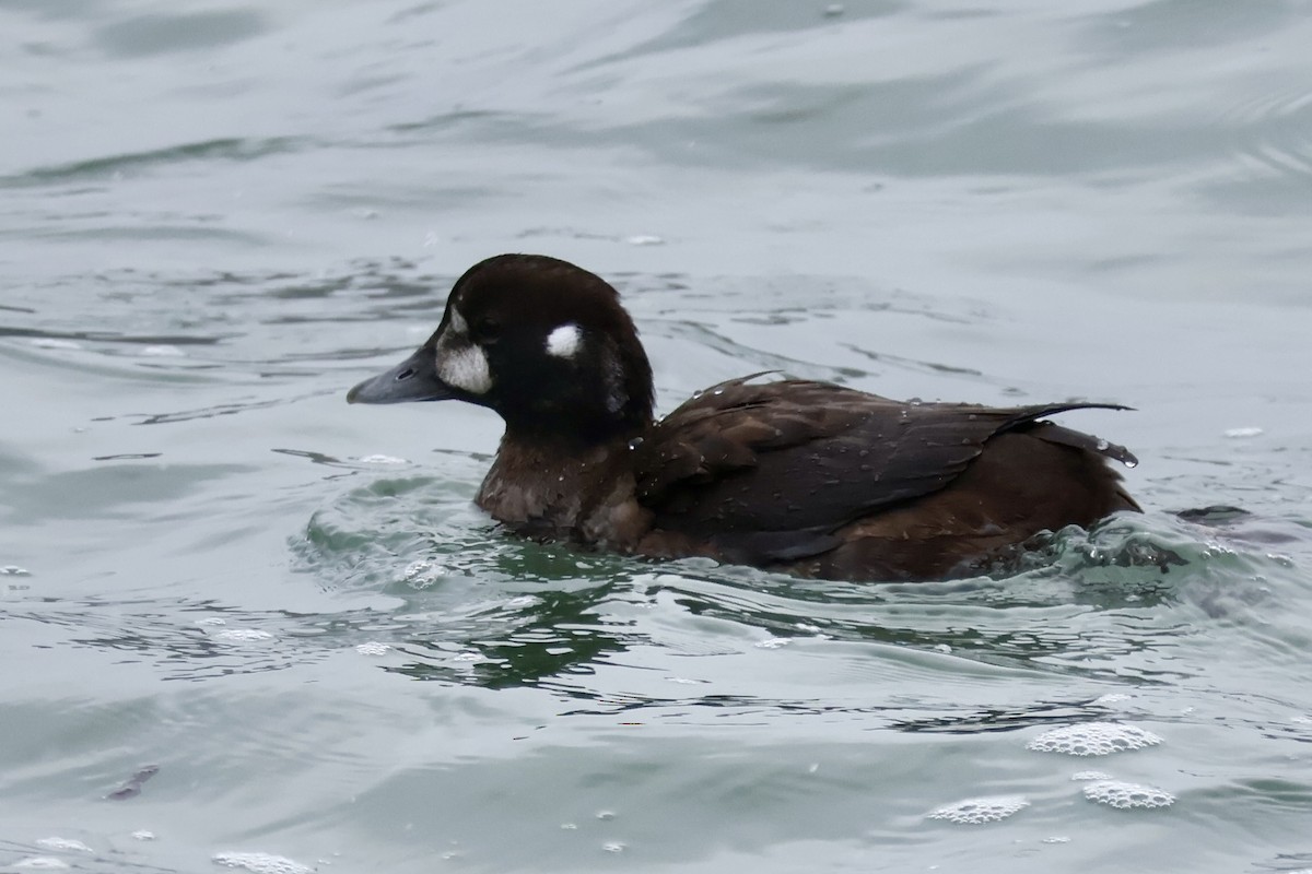 Harlequin Duck - ML644833552