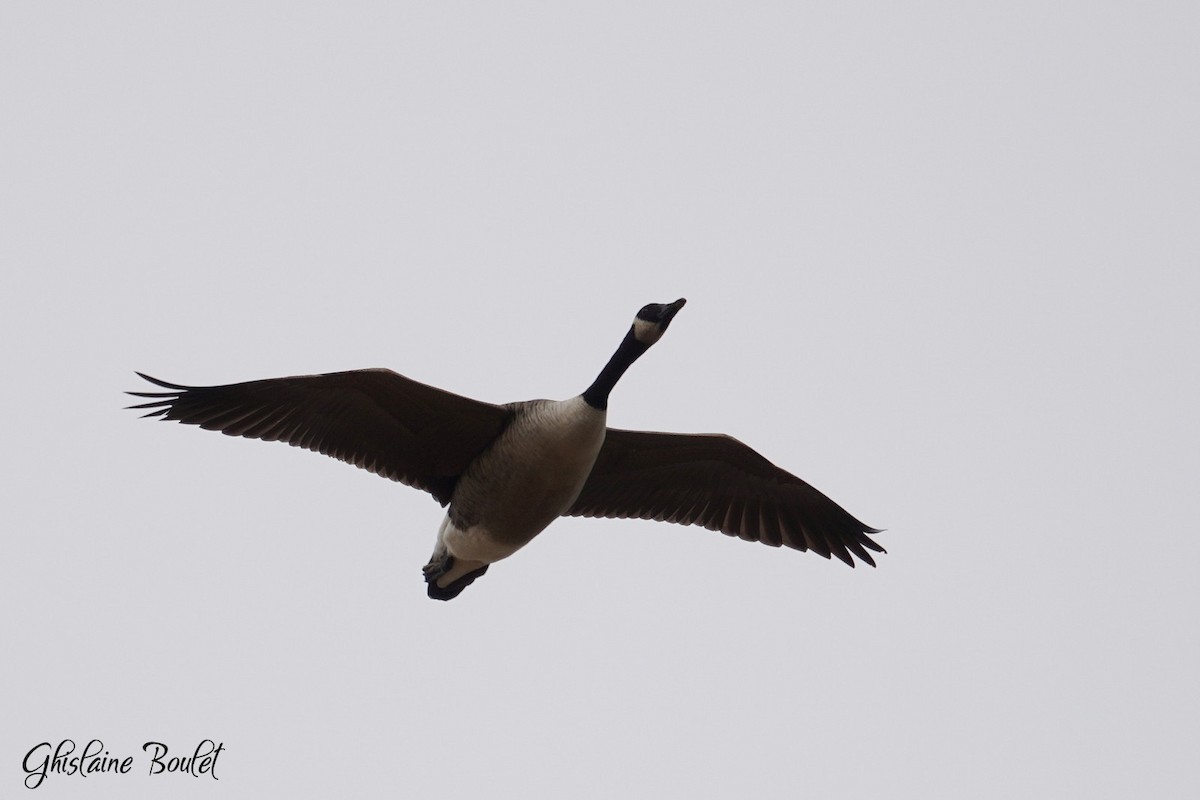 Canada Goose - ML644833555