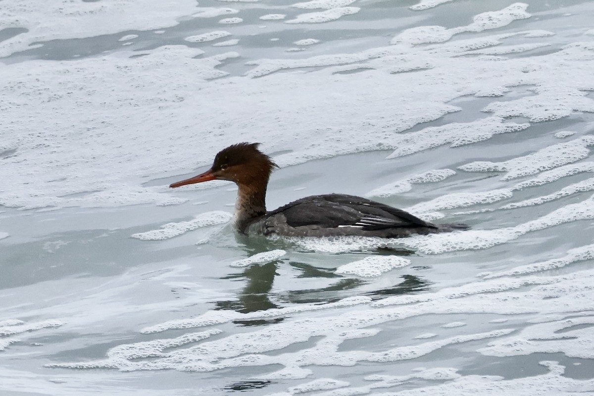 紅胸秋沙 - ML644833558