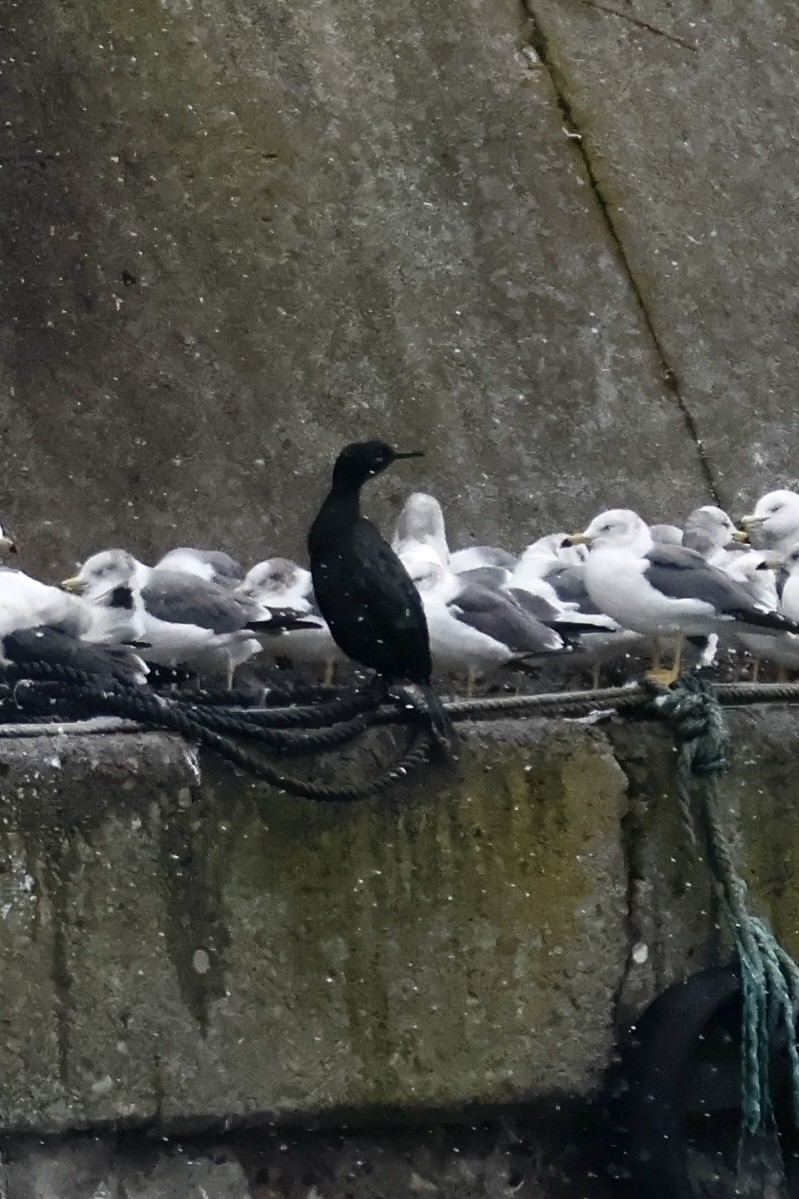 海鸕鷀 - ML644833564