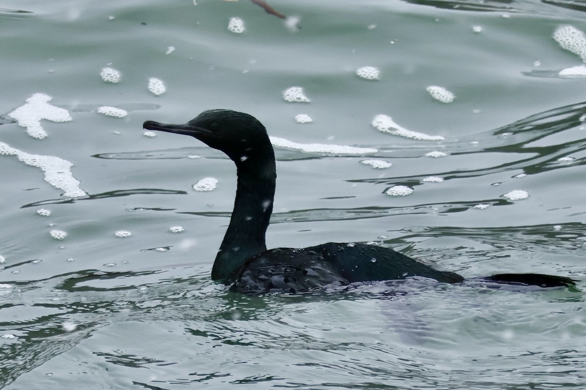 海鸕鷀 - ML644833565