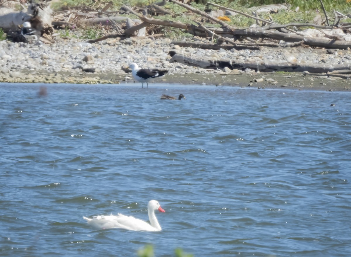 Черноголовая утка - ML644833571